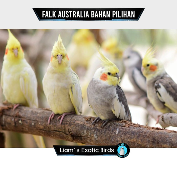 Burung Cockatiel Parkit Australia Pilihan Mulus Sehat