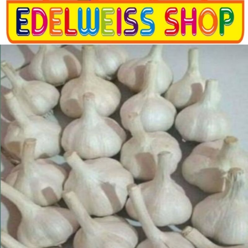 

BAWANG PUTIH KATING IMPORT FRESH 1 KG