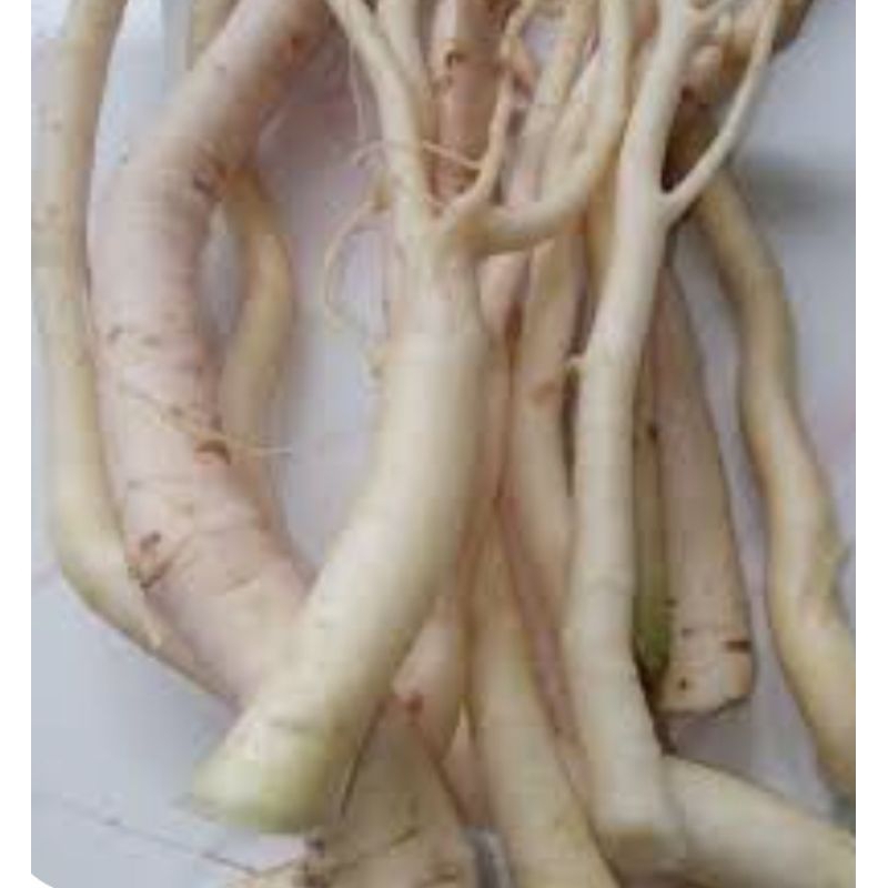 

Akar pohon pepaya organik fresh (300gram)