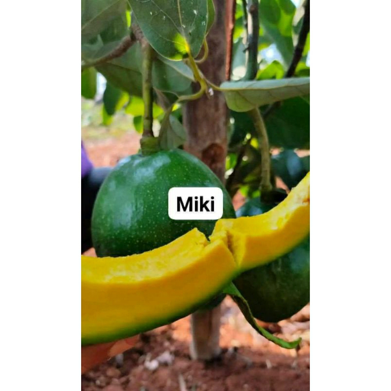 

Alpukat miki 1kg 2-3 (Varietas Unggulan) Premium