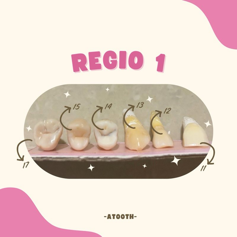 Unsur Gigi Praktikum REGIO 1