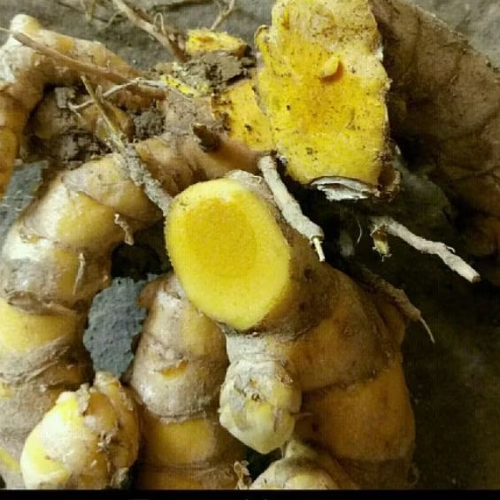 

temu giring segar 1 kg