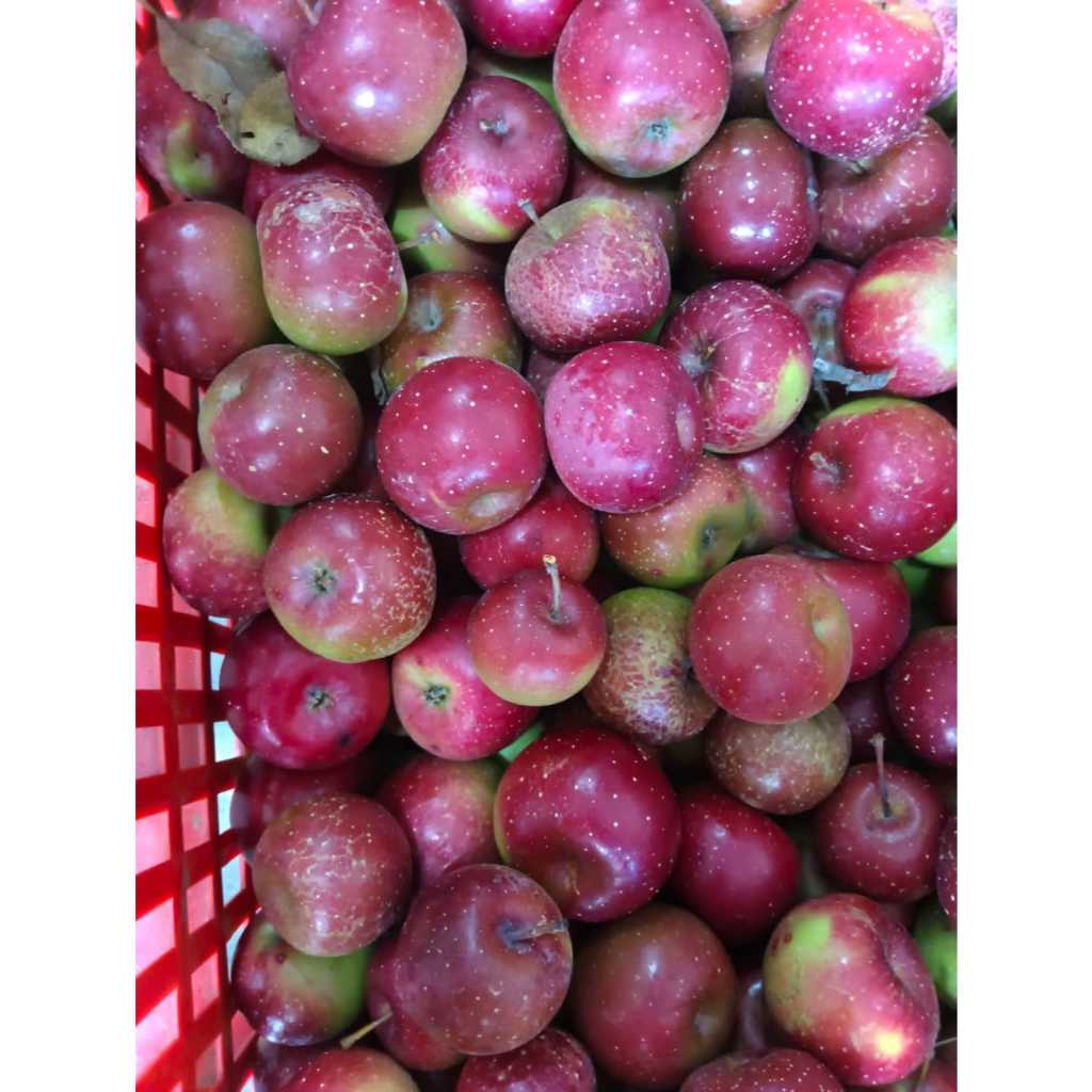 

apel romebeauty mini (isi 18-24) 1kg / apel malang