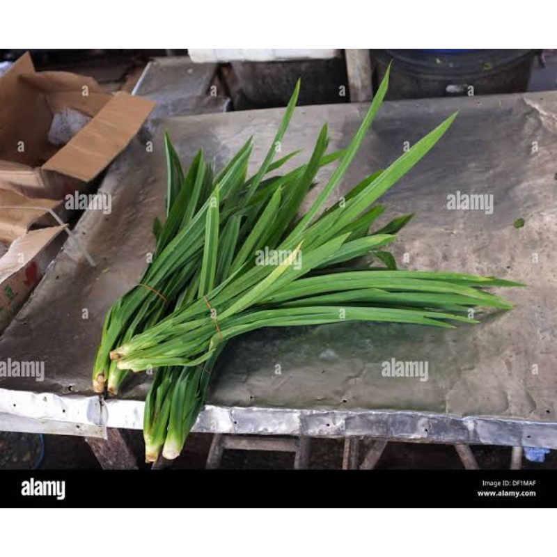 

Daun Pandan 4 Batang 5rb