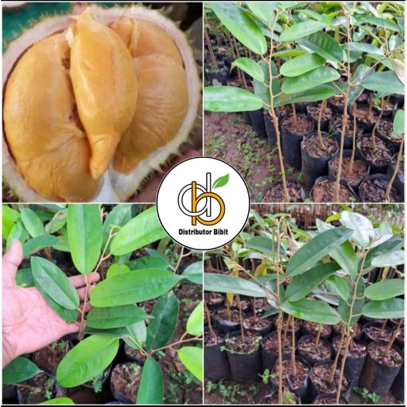 Bibit Durian Super Tembaga Asli Cepat Buah