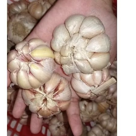 

BAWANG PUTIH SINCO 100GR / 1 0NS