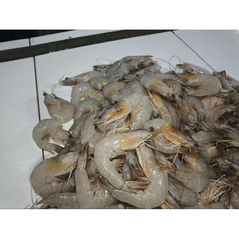 

UDANG JERBUNG/UDANG LAUT SEGAR UKURAN 20-30 EKOR/KG