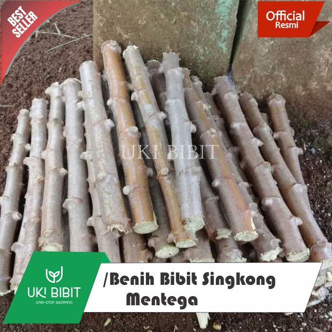 ( 1 Batang ) Bibit Pohon Singkong Mentega | Ketela Pohon | Ubi Kayu