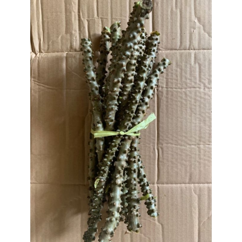 paket 10 stek brotowali, bibit bratawali, tanaman brotowali, bibit brotowali.Tinospora cordifolia