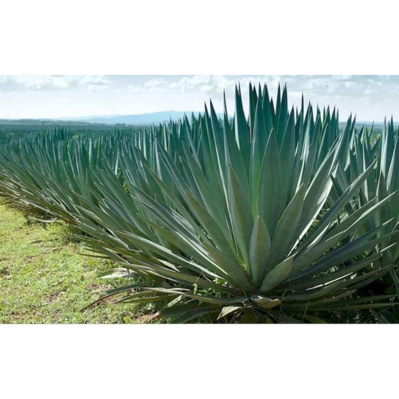 bibit sisal, agave sisal hijau, bibit agave hijau, bibit agave serat, tanaman serat.Agave Sisalana