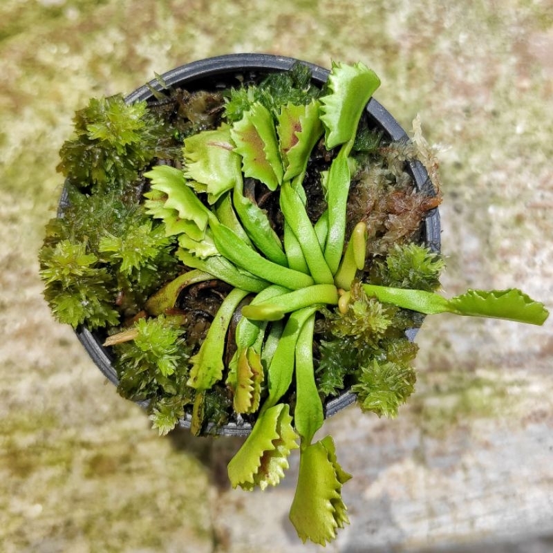 Tanaman Karnivora VFT Wacky Trap