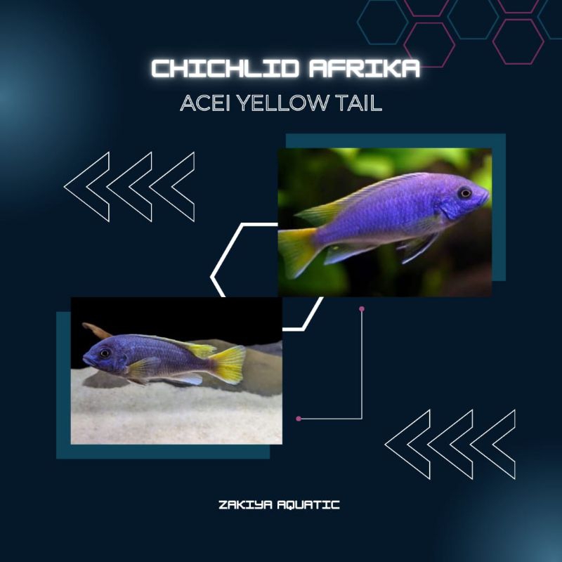 Accei Yellow Tail Cichlid Afrika