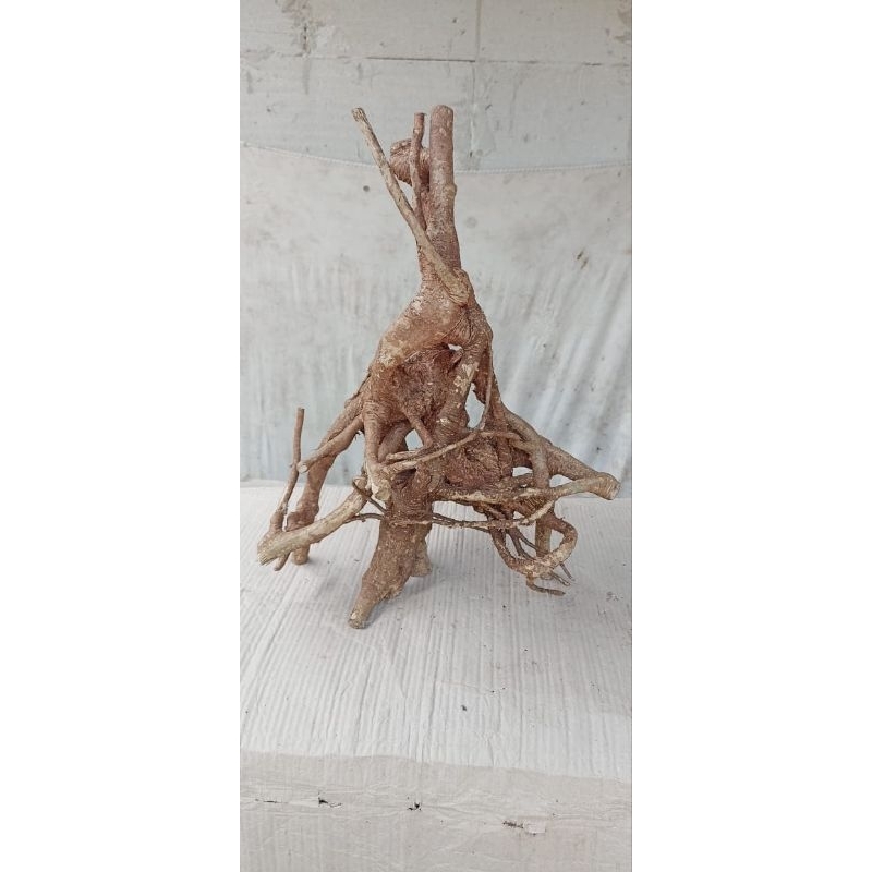 akar mimang kurung unik asli alam