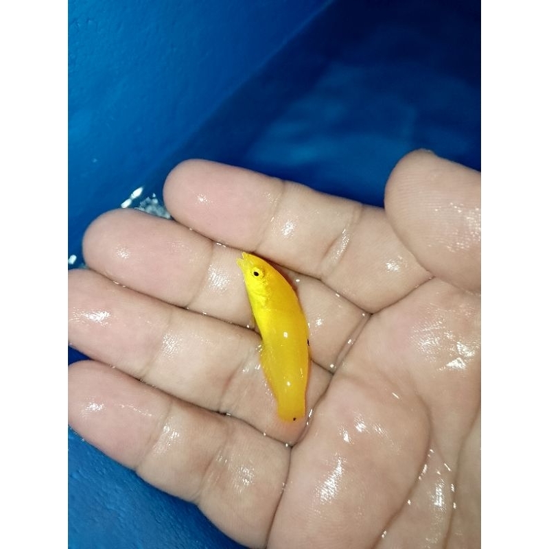 ikan hias laut Keling kuning