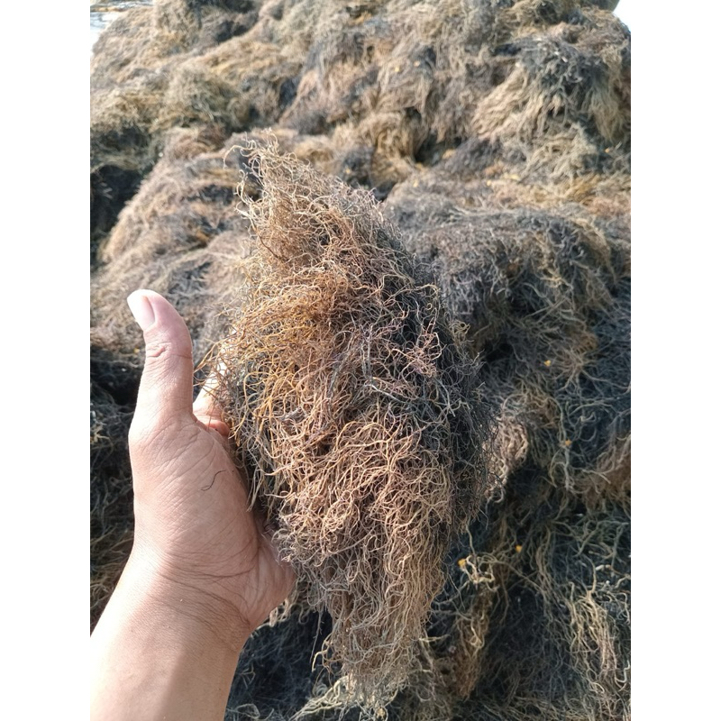

Rumput laut gracilaria