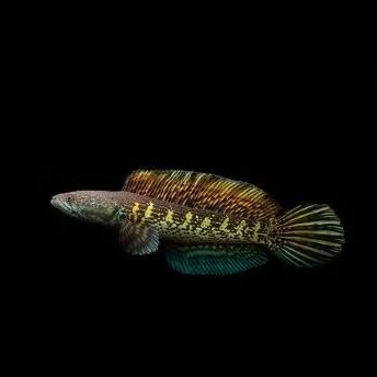 

BABY AURANTI CB KEJAJAR GRADE B SORTIRAN UKURAN 3-5CM