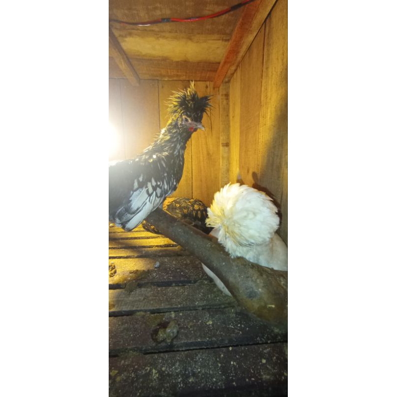 ayam poland sepasang (1jantan 2betina)