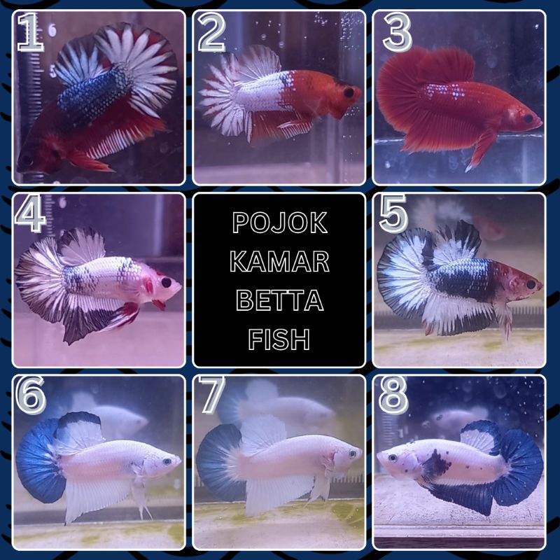 Ikan Cupang Hias Plakat HMPK Male Jantan Fancy FCCP Blue Rim Murah Berkualitas