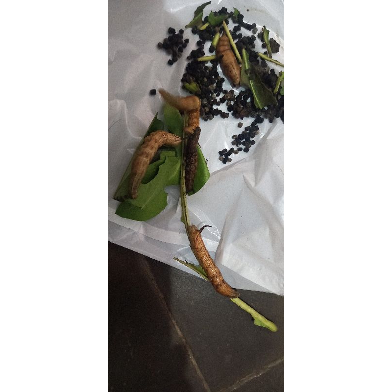 ulat pace (mengkudu) umpan lele/ bawal