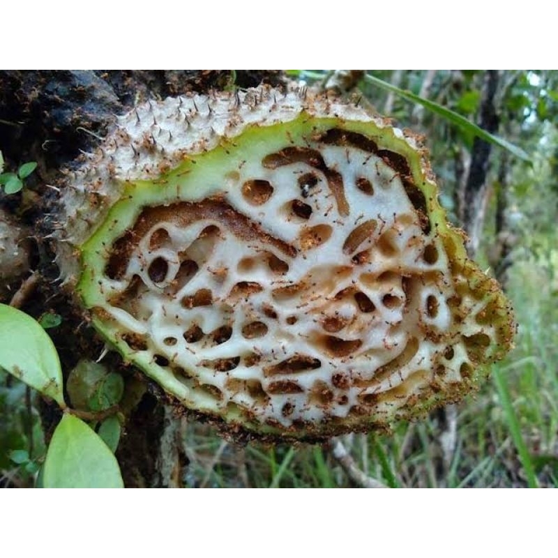 

Sarang semut Papua asli 1kg/Sarang Semut Papua obat herbal