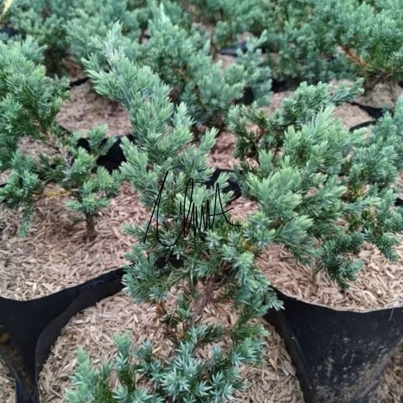 tanaman cemara buaya / cemara bajul (bahan bonsai)