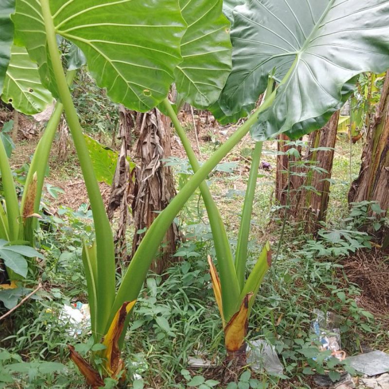 daun talas sente