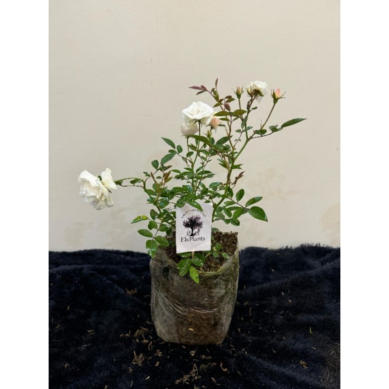 PAKET 3 TANAMAN HIAS MAWAR PUTIH, SIRIH GADING SUSU, DAUN MINT