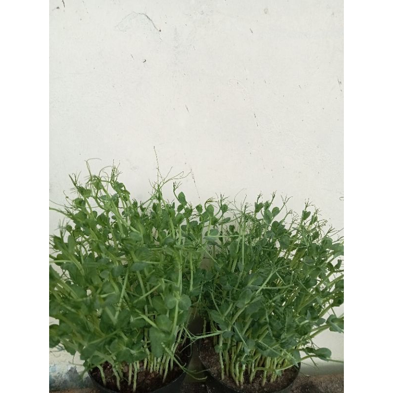

Microgreen Pea Shoot Sayur sehat