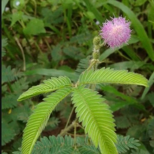

Daun Akar Putri Malu Segar 100 gram