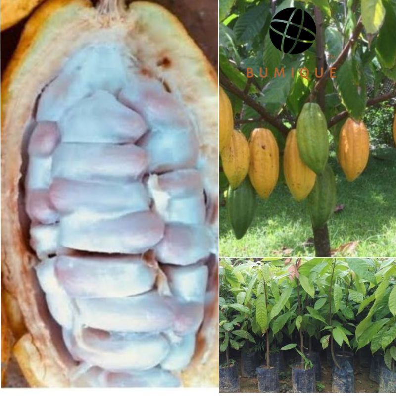 Bibit Biji Kakao Lokal Super Unggul Berkualitas Isi 100 Biji