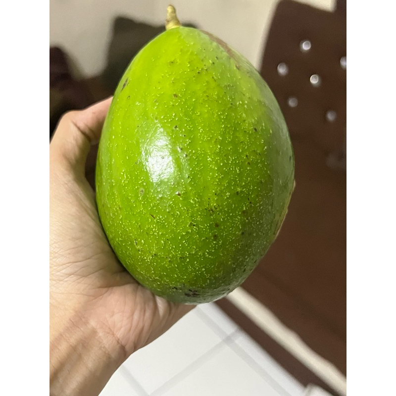 

Alpukat Markus Kendil Request