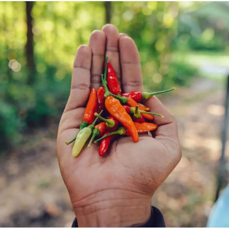 

100 Benih Cabe Rawit Super Pedas