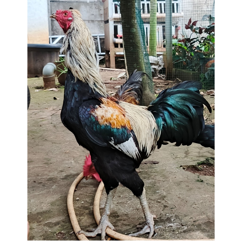 Ayam Kampung Jago Dewasa Warna Wido