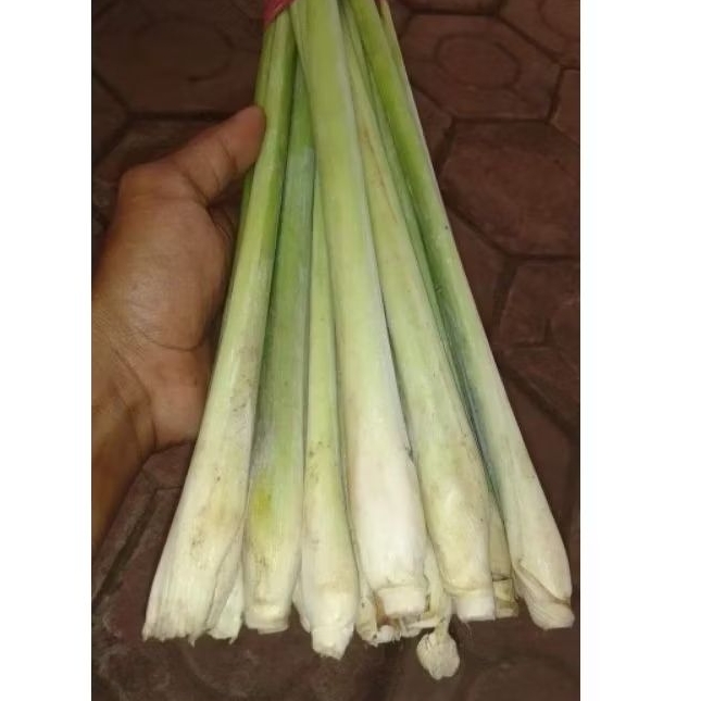 

SERE BUMBU/OBAT HERBAL SEGAR/1 KG