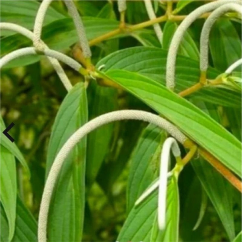 

Buah sirih hutan 100gram/sirih hutan