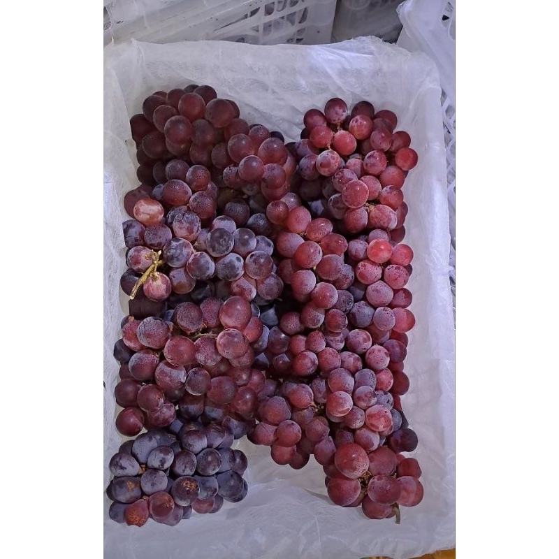 

Anggur Red Globe 6,5kg