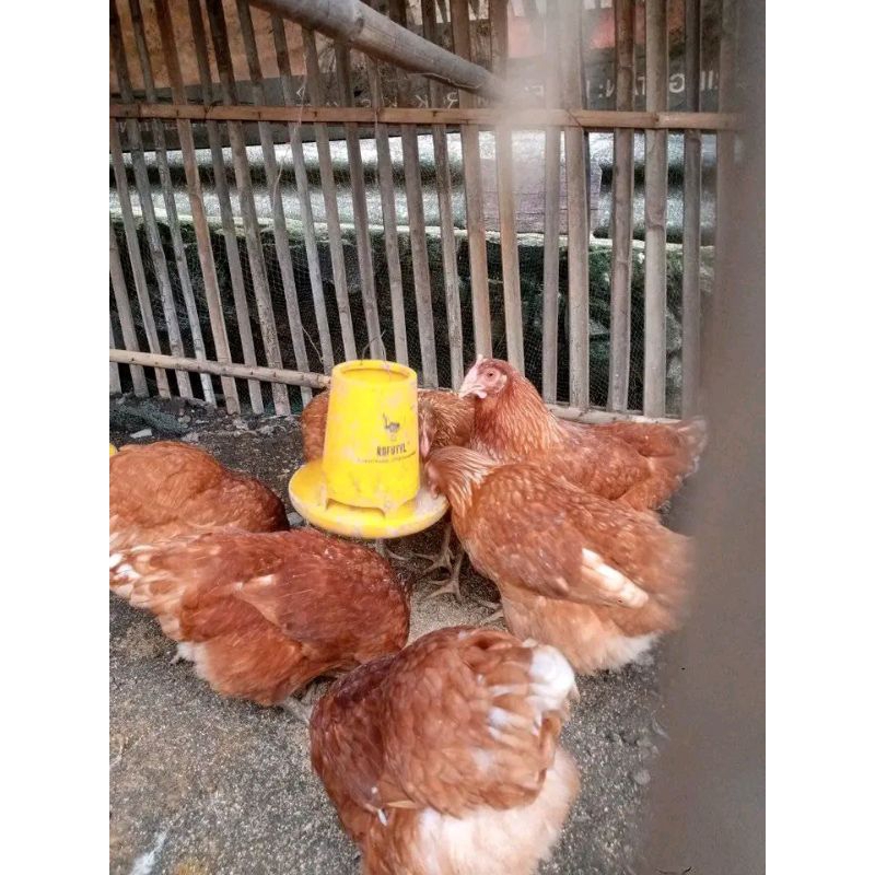 ayam petelur sudah siap produksi telur full paksin usia 18-19minggu