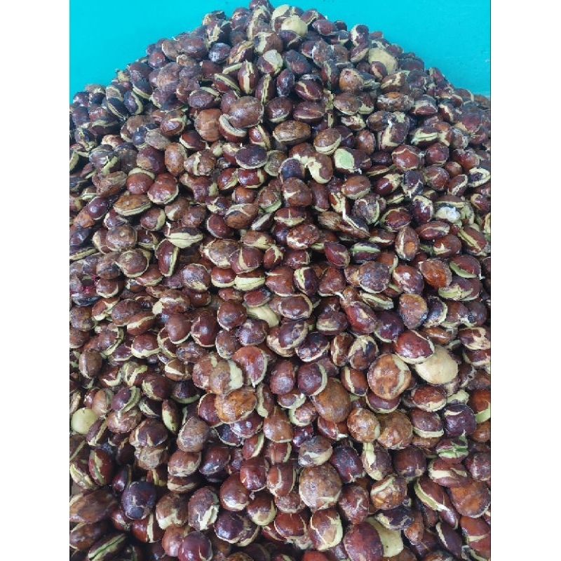 

JENGKOL TUA MUDA BIJI KELERENG 1KG