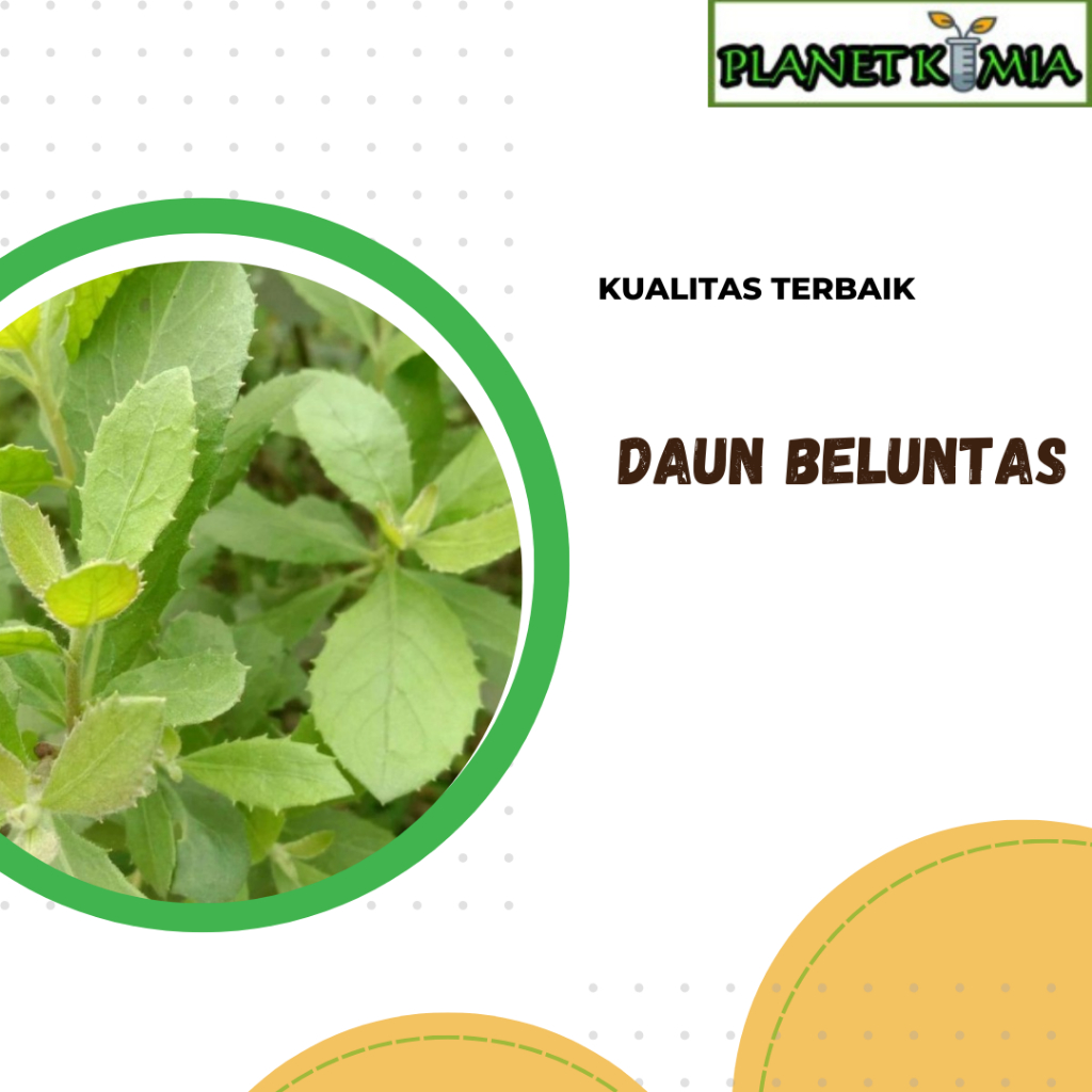 

dried,serbuk daun beluntas best product