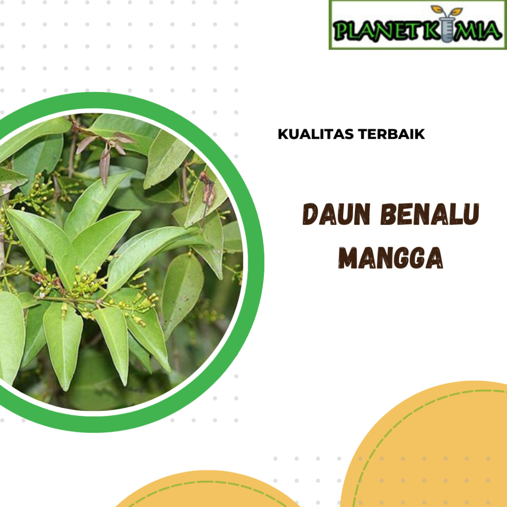 

ekstrak daun benalu mangga best product