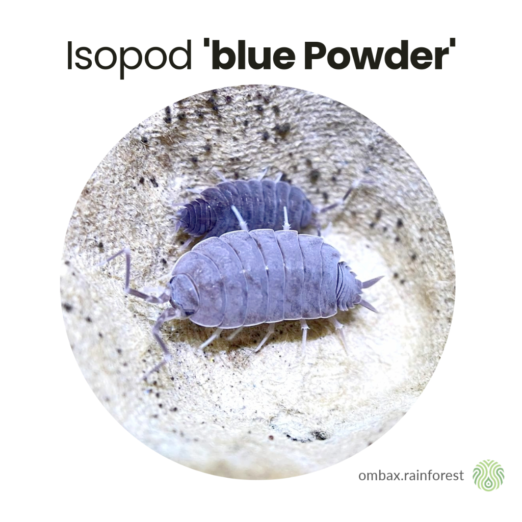 Isopod Blue Powder - isopoda Eksotis untuk Vivarium & Terrarium