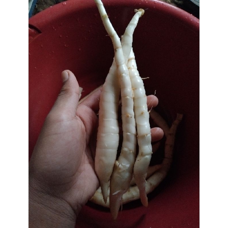 

[Redyy stok umbi garut] segar 1kg harga paling murah