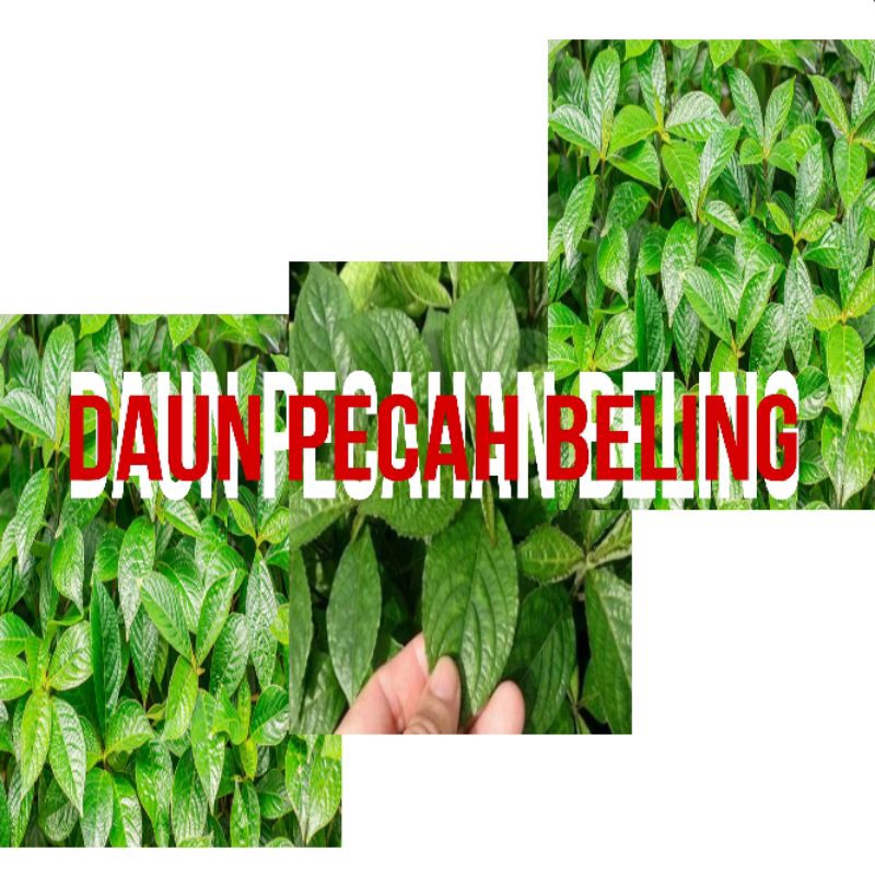 

Daun pecah beling |Daun pecah beling fresh | 300g
