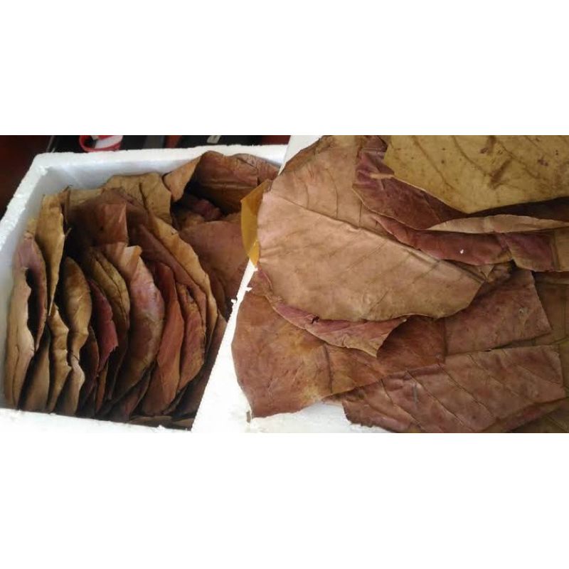 

daun ketapang1