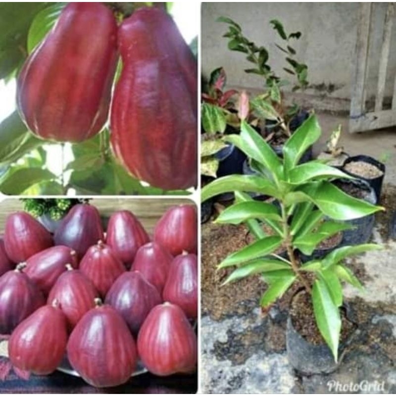 Bibit Tanaman Jambu Air Jamaika Bibit Jambu Air Darsono Bibit Jambu Air Bol Super genjah