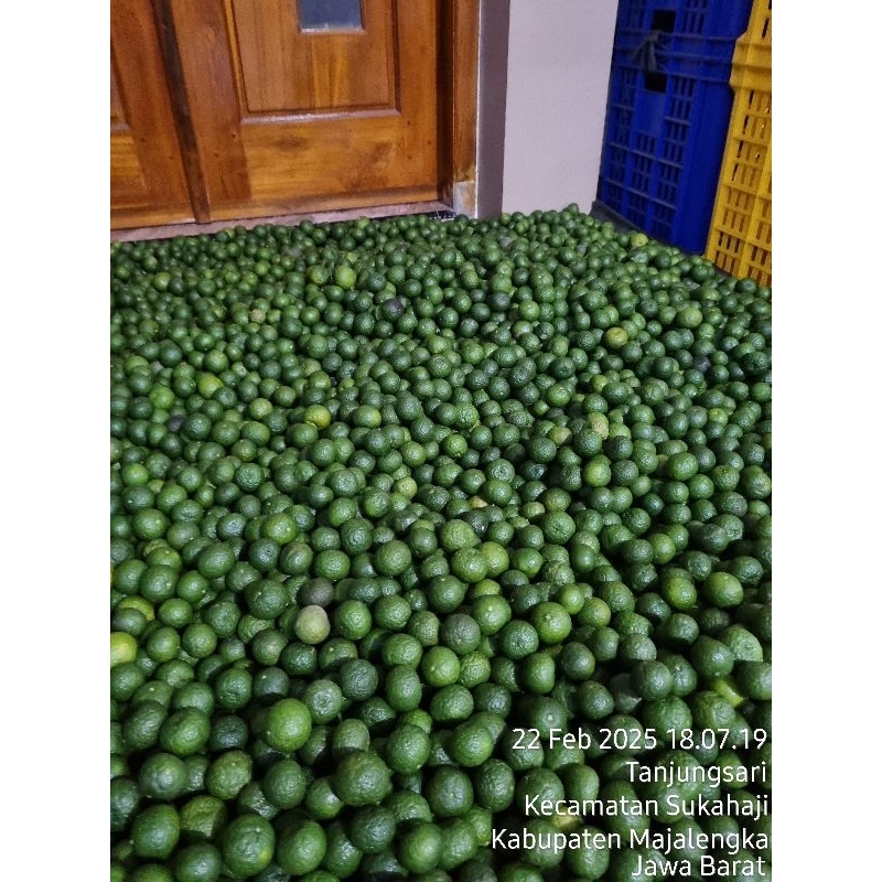 

jeruk limo jeruk sambel jeruk limau jeruk sambal segar kecil sedang dan besar harga 1kg