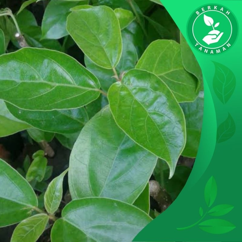

Daun Cincau Hijau Segar Organik Murah 1kg
