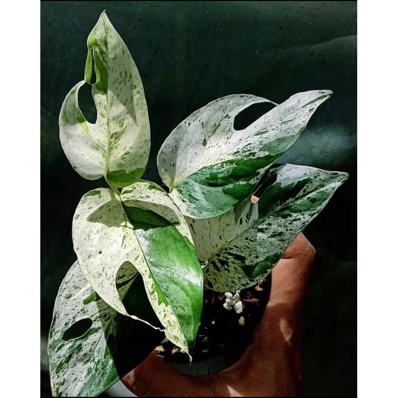 epipremnum pinnatum marble