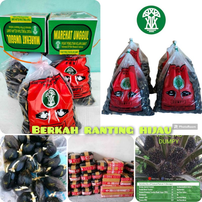 kecambah polong kelapa sawit DXP PPKS MAREHAT DUMPY KUALITAS UNGGUL BERSERTIFIKAT