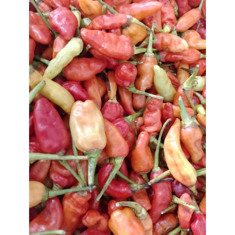 

cabe rawit merah segar
